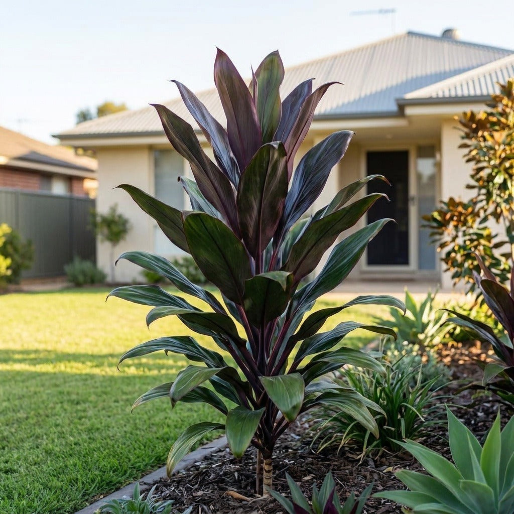 Cordyline (Cordyline fruticosa)