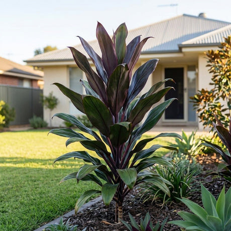 Cordyline (Cordyline fruticosa)