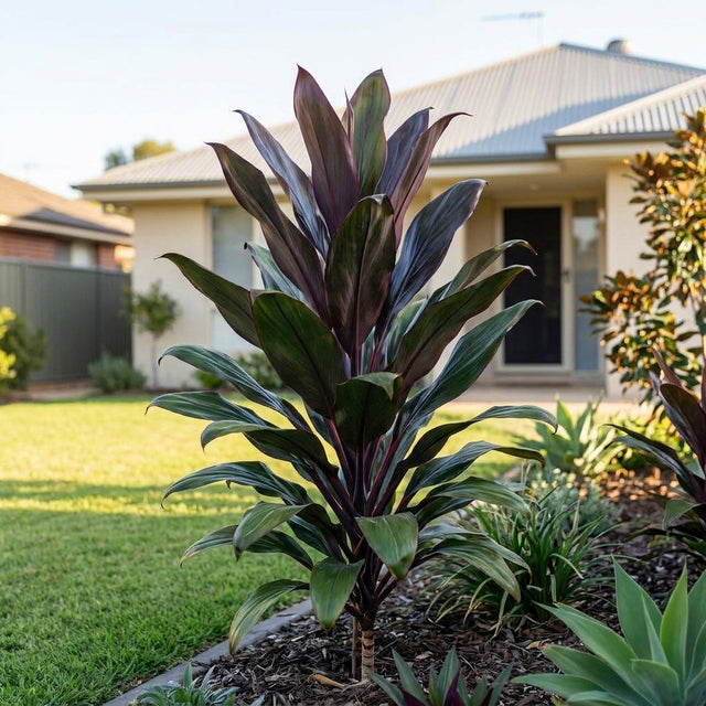 Cordyline (Cordyline fruticosa)