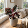 Black Rose Calathea