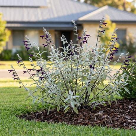 Black Sage