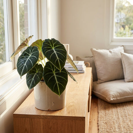 Alocasia (Alocasia reginula)