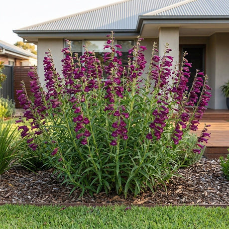 Penstemon (Penstemon)