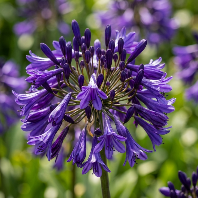 A close-up of Black Magic Agapanthus - Agapanthus 'Black Magic' in bloom, highlighting its deep purple-black flowers against a blurred green background—a striking, drought-resistant addition to any garden.