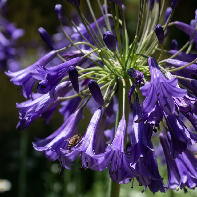 A bee lands on drought-tolerant Agapanthus ‘Black Pantha’ (Agapanthus africanus), its deep purple blooms standing out against a soft green background.