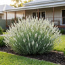Blanche White Lavandin Lavender