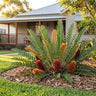 Blechnum Banksia