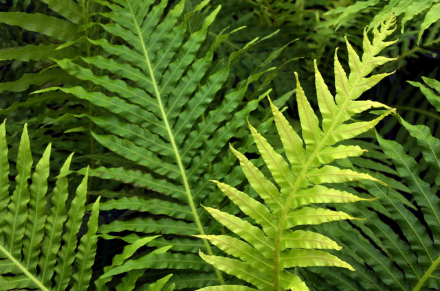 Silver Lady Fern - Blechnum gibbum 'Silver Lady' - Brisbane Plant Nursery