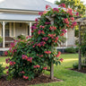 Bleeding Heart Vine