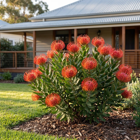 Blooming Red Pincushion