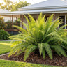 Blue Bell Boston Fern