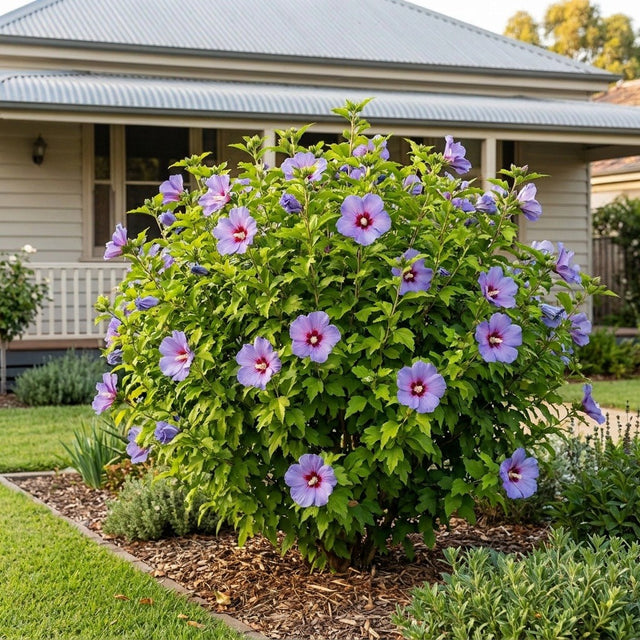 Blue Bird Hibiscus
