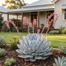 Blue Bird Succulent