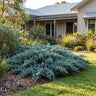 Blue Carpet Flaky Juniper