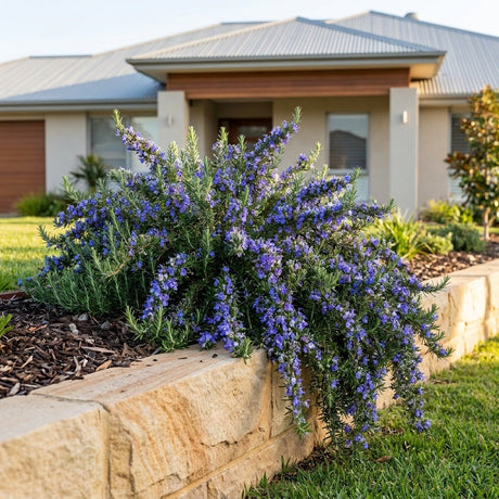 Rosemary (Rosmarinus officinalis)