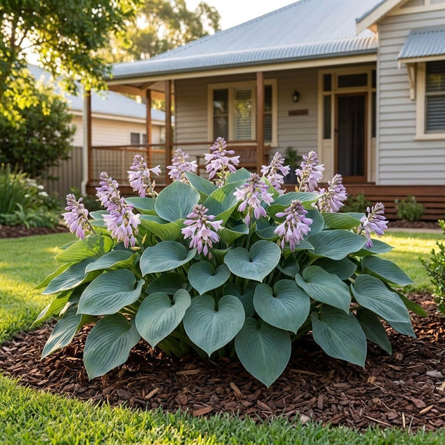 Hosta (Hosta)