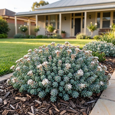 Corsican Stonecrop (Sedum dasyphyllum)