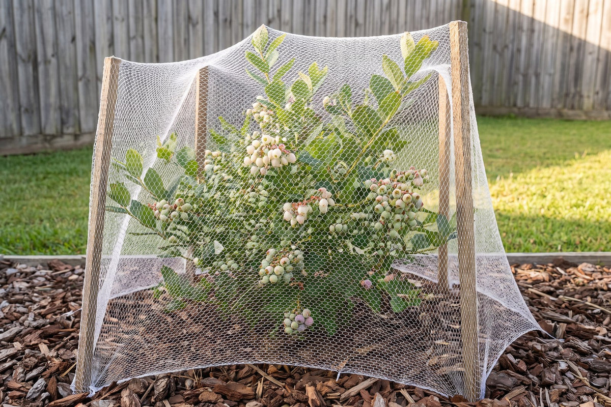 Blueberry bush enclosed in fine white bird netting as the first berries begin to colour