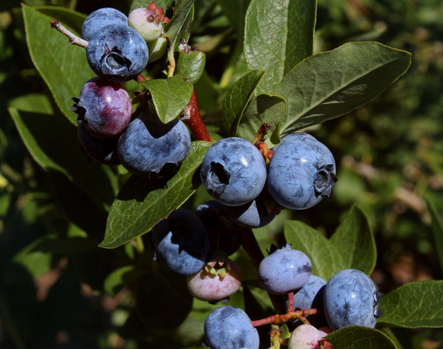 Vitality Blueberry - Vaccinium 'Vitality' - Brisbane Plant Nursery