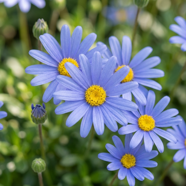 Blue Daisy Bush- Felicia ‘Mauve Cloud’ features clusters of blue daisies with yellow centers in bloom, surrounded by green leaves and flower buds.