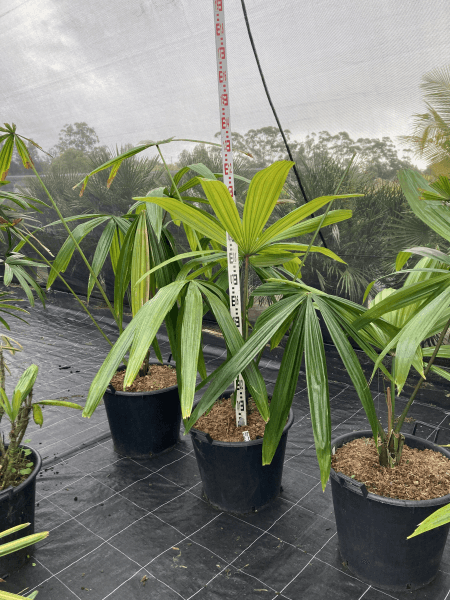 Machado Palm - Borassodendron machadonis - Brisbane Plant Nursery