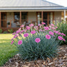 Border Blue™ Dianthus