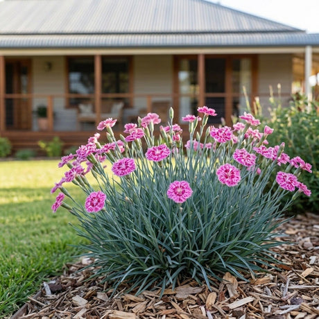 Border Blue Dianthus (Dianthus hybrid)