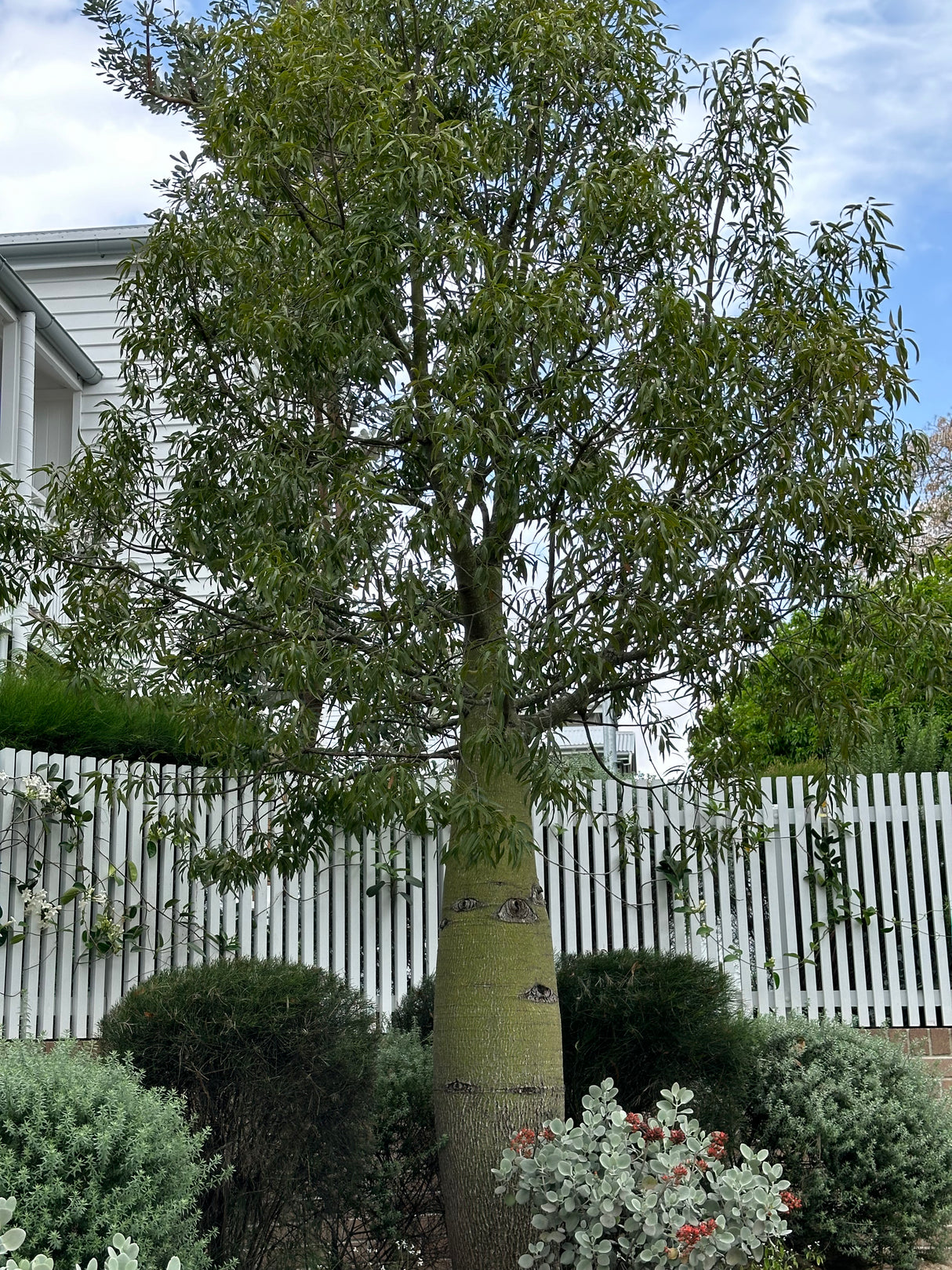 Queensland Bottle Tree - Brachychiton rupestris