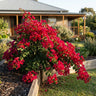 Bougainvillea Scarlet O'Hara
