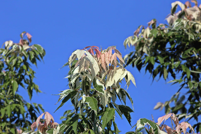 Boxelder Maple Tree - Acer negundo 'Flamingo' - Brisbane Plant Nursery