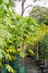 Illawarra Flame Tree - Brachychiton acerifolius - Brisbane Plant Nursery