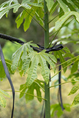 Illawarra Flame Tree - Brachychiton acerifolius - Brisbane Plant Nursery