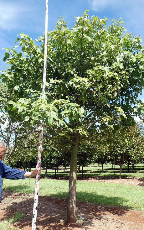 BRACHYCHITON acerifolius x discolor 'Clarabelle' grafted - Ex Ground - Brisbane Plant Nursery