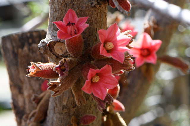 Kurrajong Tree - Brachychiton bidwillii - Brisbane Plant Nursery