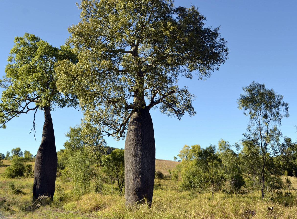 Queensland Bottle Tree - Brachychiton rupestris - Brisbane Plant Nursery