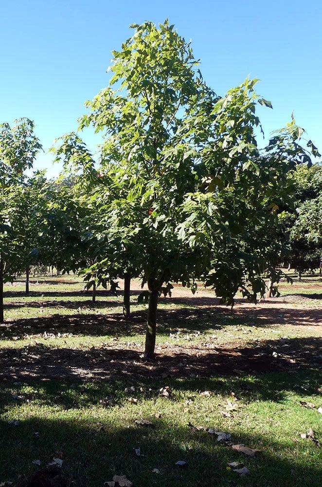 BRACHYCHITON vinicolor (hybrid – acerifolius x discolor) - Ex Ground - Brisbane Plant Nursery