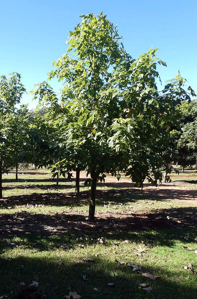 BRACHYCHITON vinicolor (hybrid – acerifolius x discolor) - Ex Ground - Brisbane Plant Nursery