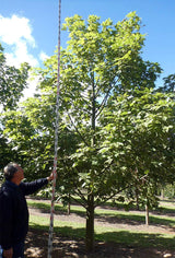 BRACHYCHITON vinicolor (hybrid – acerifolius x discolor) - Ex Ground - Brisbane Plant Nursery