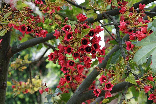 BRACHYCHITON vinicolor (hybrid – acerifolius x discolor) - Ex Ground - Brisbane Plant Nursery