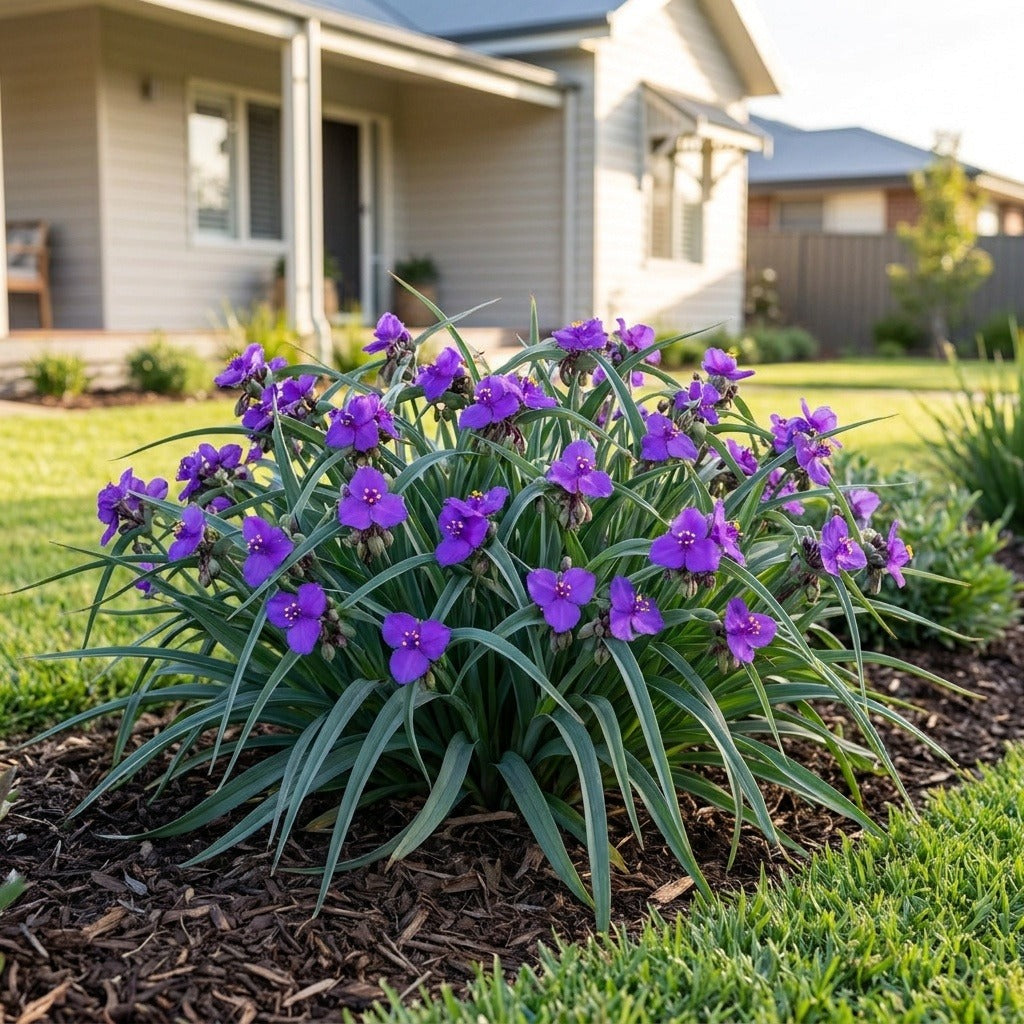 Spiderwort (Tradescantia)