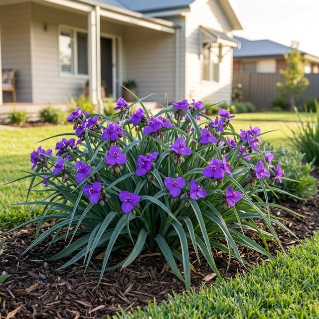 Spiderwort (Tradescantia)