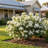 Bridal Star Wedding Bush