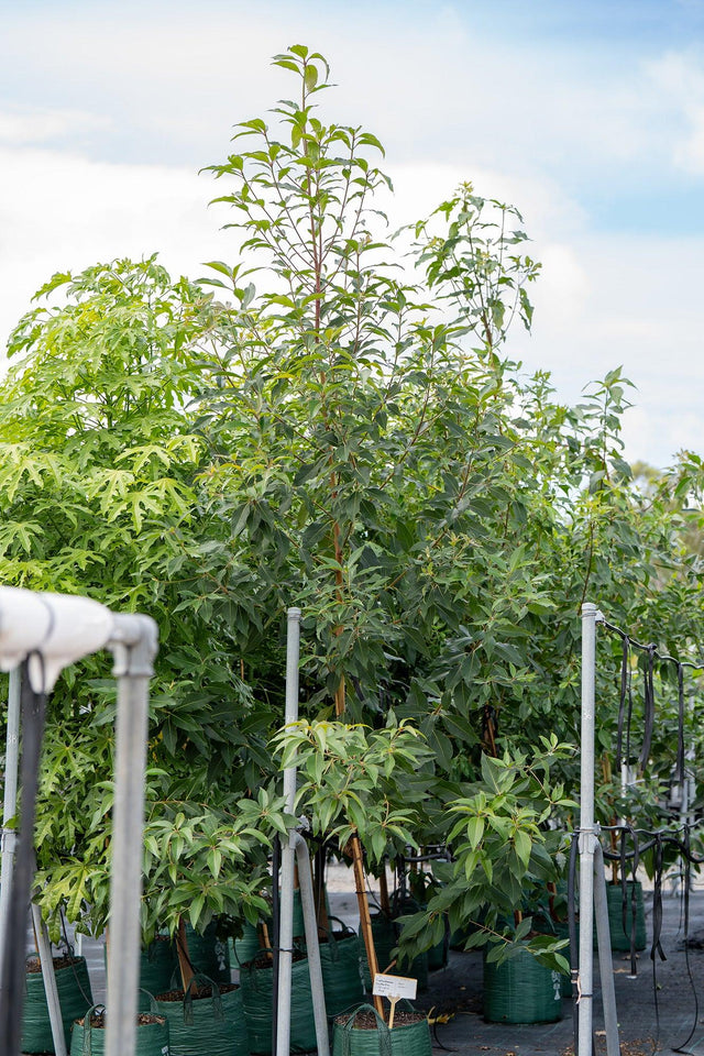 Brisbane Box - Lophostemon confertus - Brisbane Plant Nursery