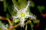 Brisbane Box - Lophostemon confertus - Brisbane Plant Nursery