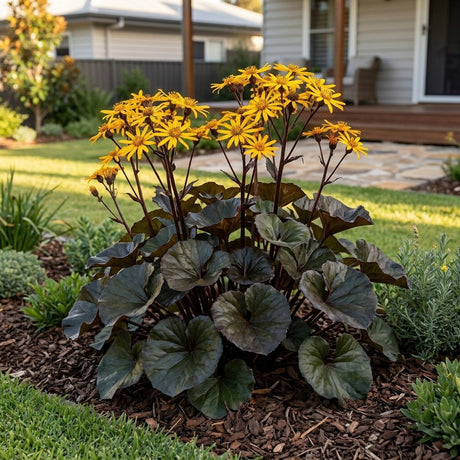 Britt Marie Crawford Leopard Plant
