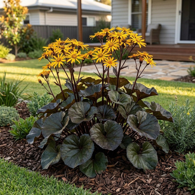 Britt Marie Crawford Leopard Plant