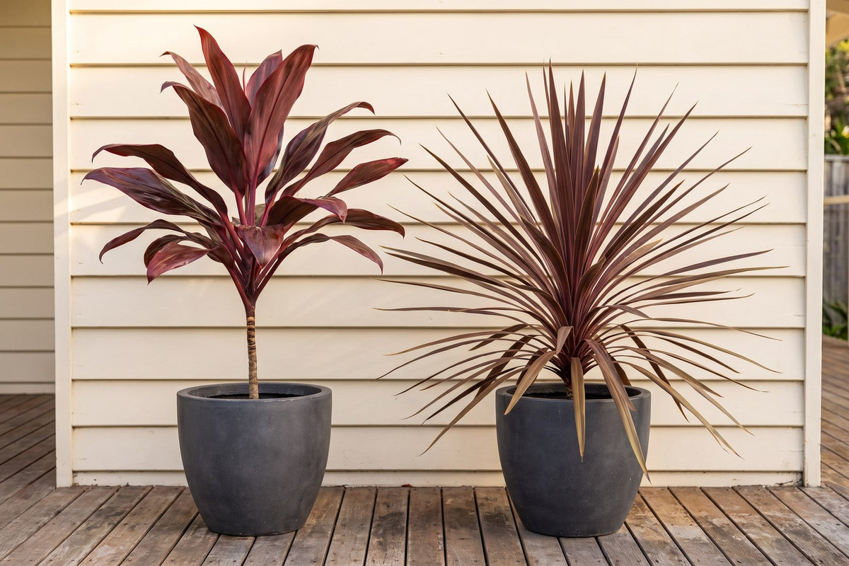 Broad-leafed Rubra cordyline beside spiky Red Sensation cordyline in matching pots