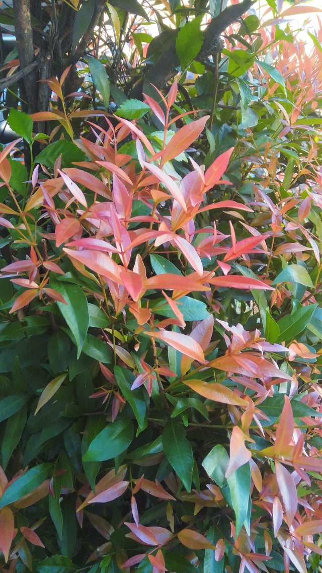 Broad Leaved Lilly Pilly - Syzygium hemilamprum - Brisbane Plant Nursery