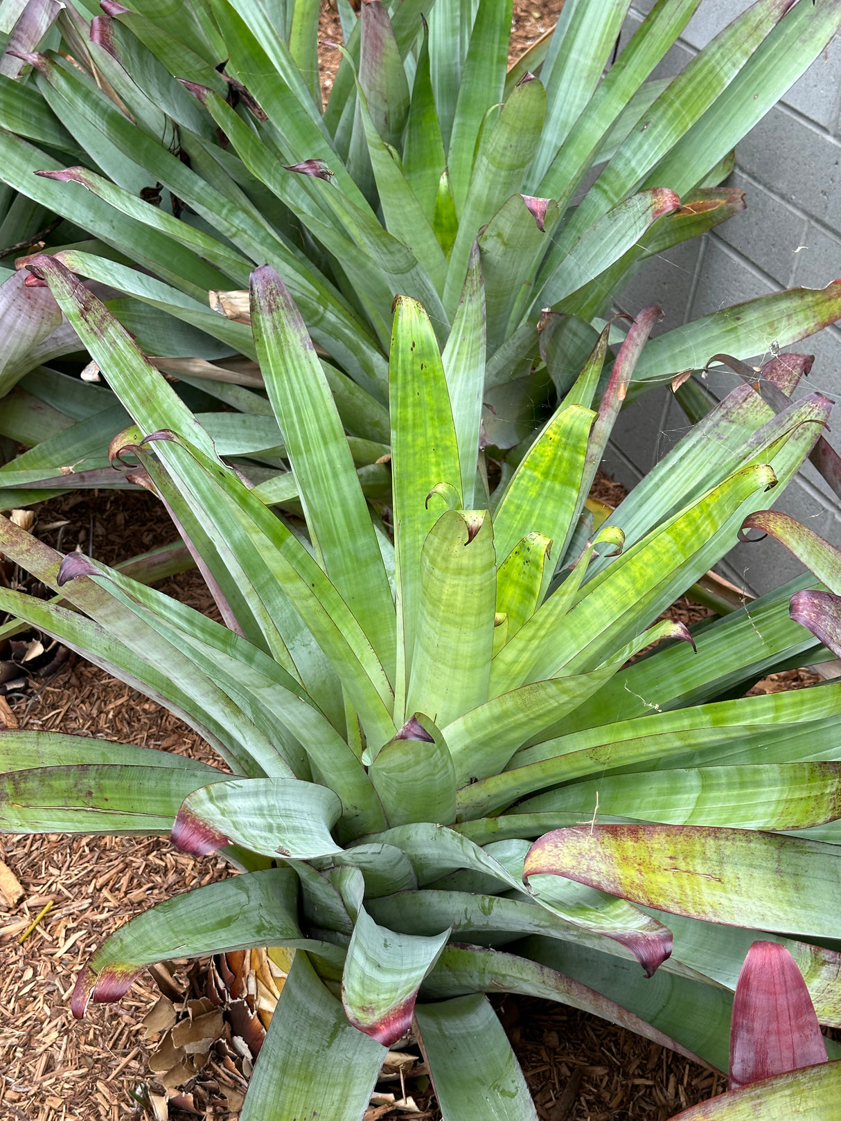 Giant Silver Plum Bromeliad - Aechmea fasciata 'Silver Plum'