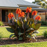 Bronze Orange Canna